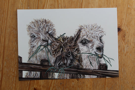 Alpaca Giclée Print