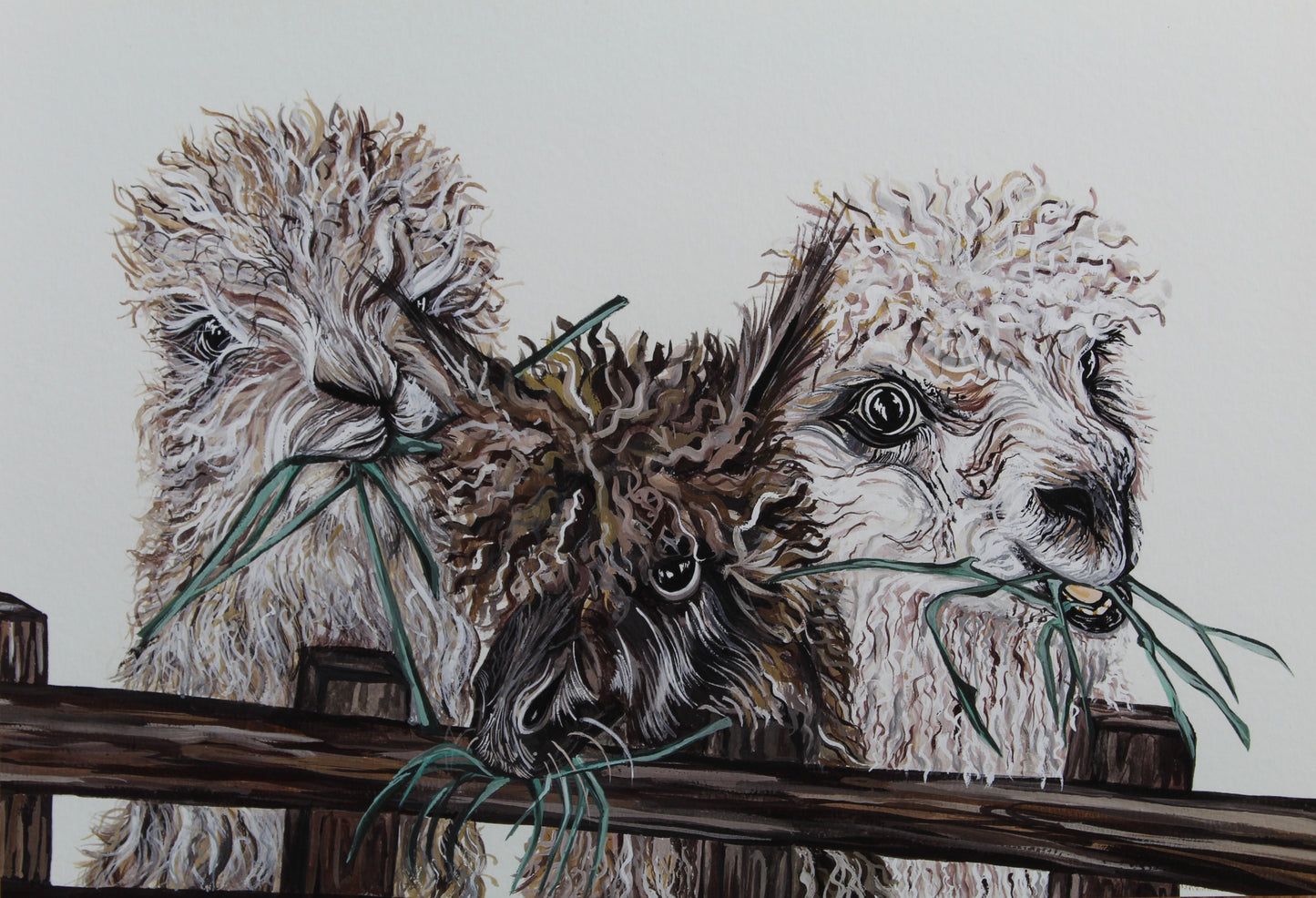 Alpaca Giclée Print